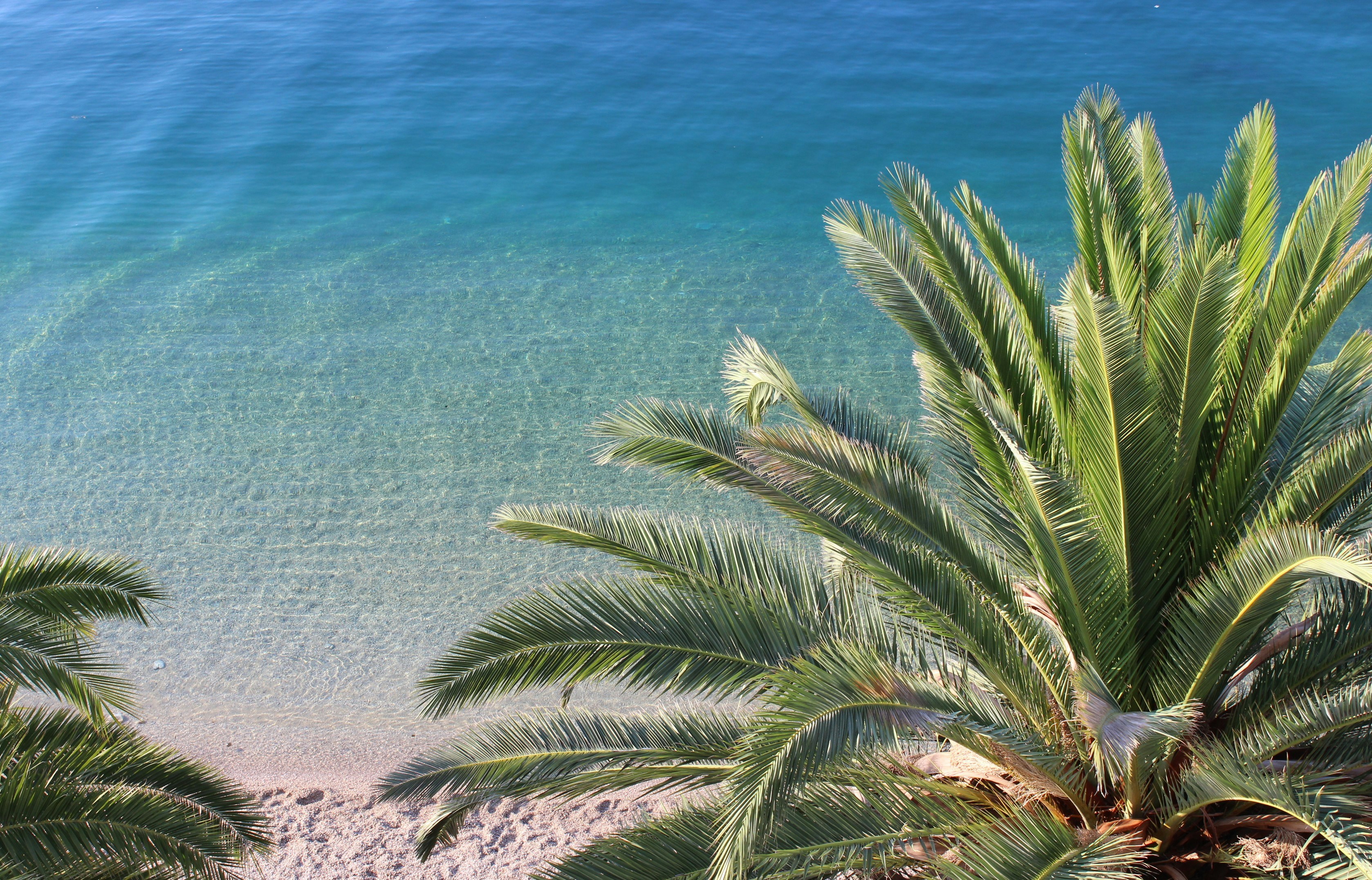 green palm tree near blue sea during daytime, 