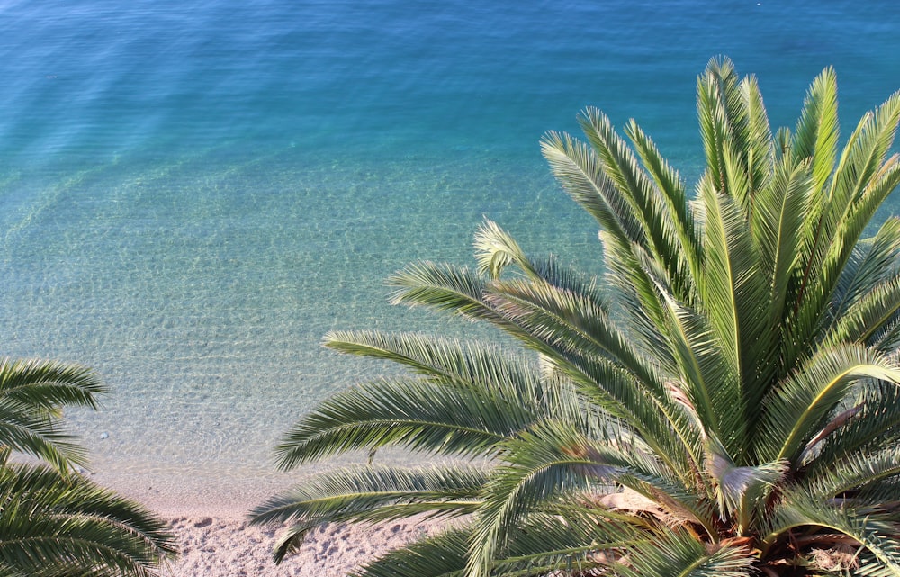 Grüne Palme in der Nähe des blauen Meeres tagsüber
