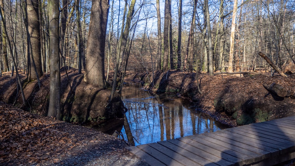 brown wooden dock on river surrounded by trees during daytime