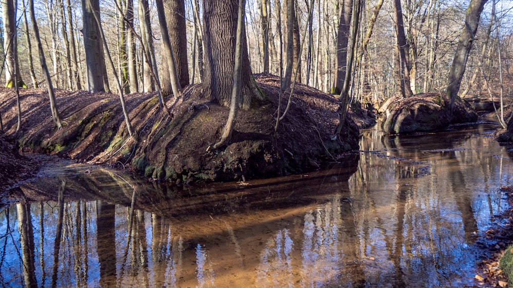 brown tree on water during daytime