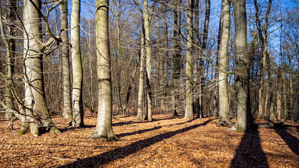 brown trees on brown ground during daytime