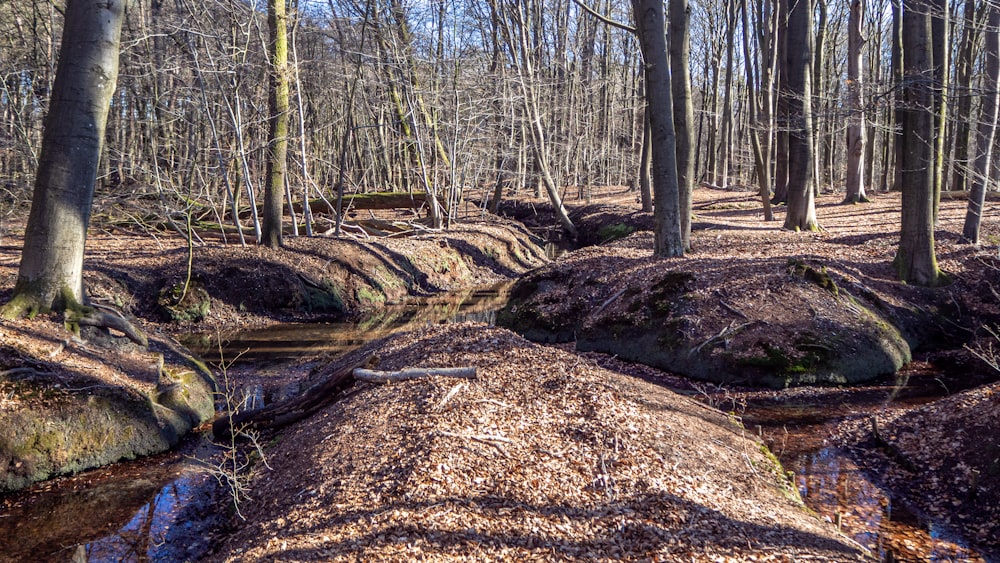 brown trees on brown field during daytime