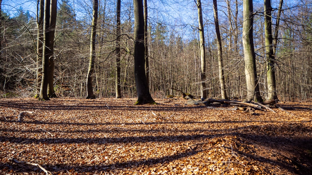 brown dried leaves on ground