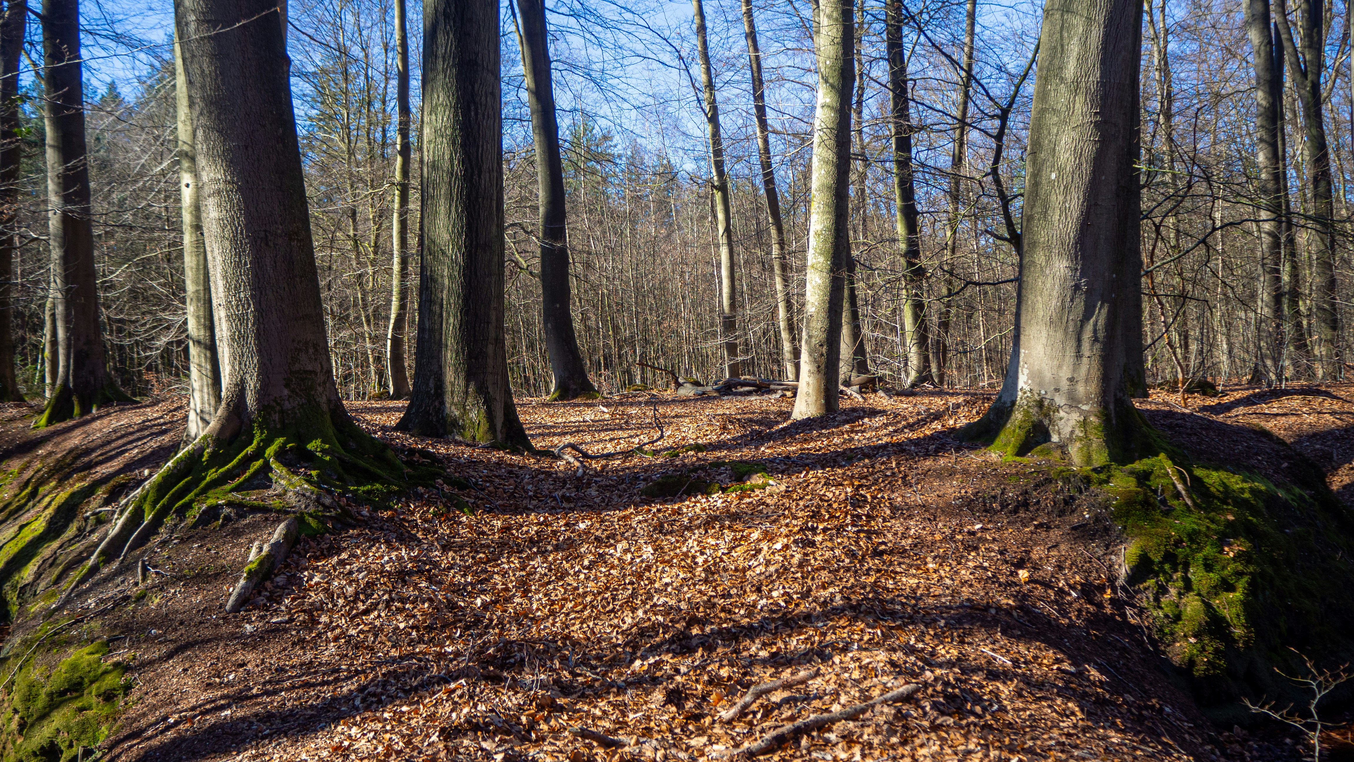 Photo by wimvanteinde