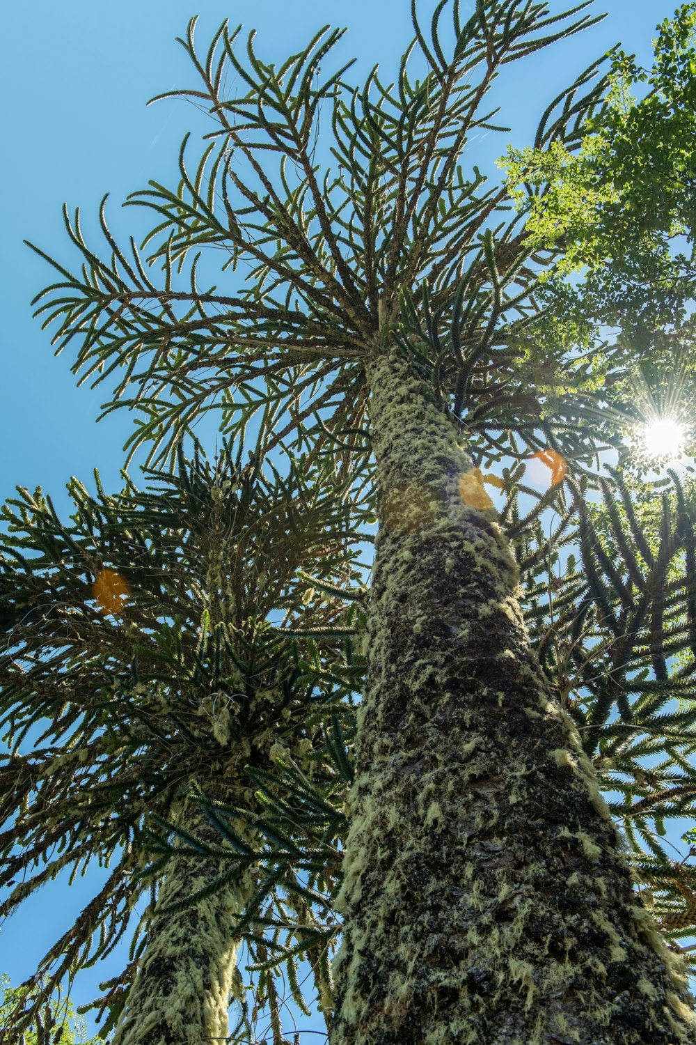 árbol verde y marrón bajo el cielo azul durante el día