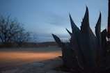 Sunlit agave plants stretching across a golden Mexican landscape at dusk.