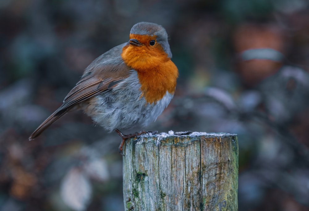 white orange and gray bird on brown wooden fence