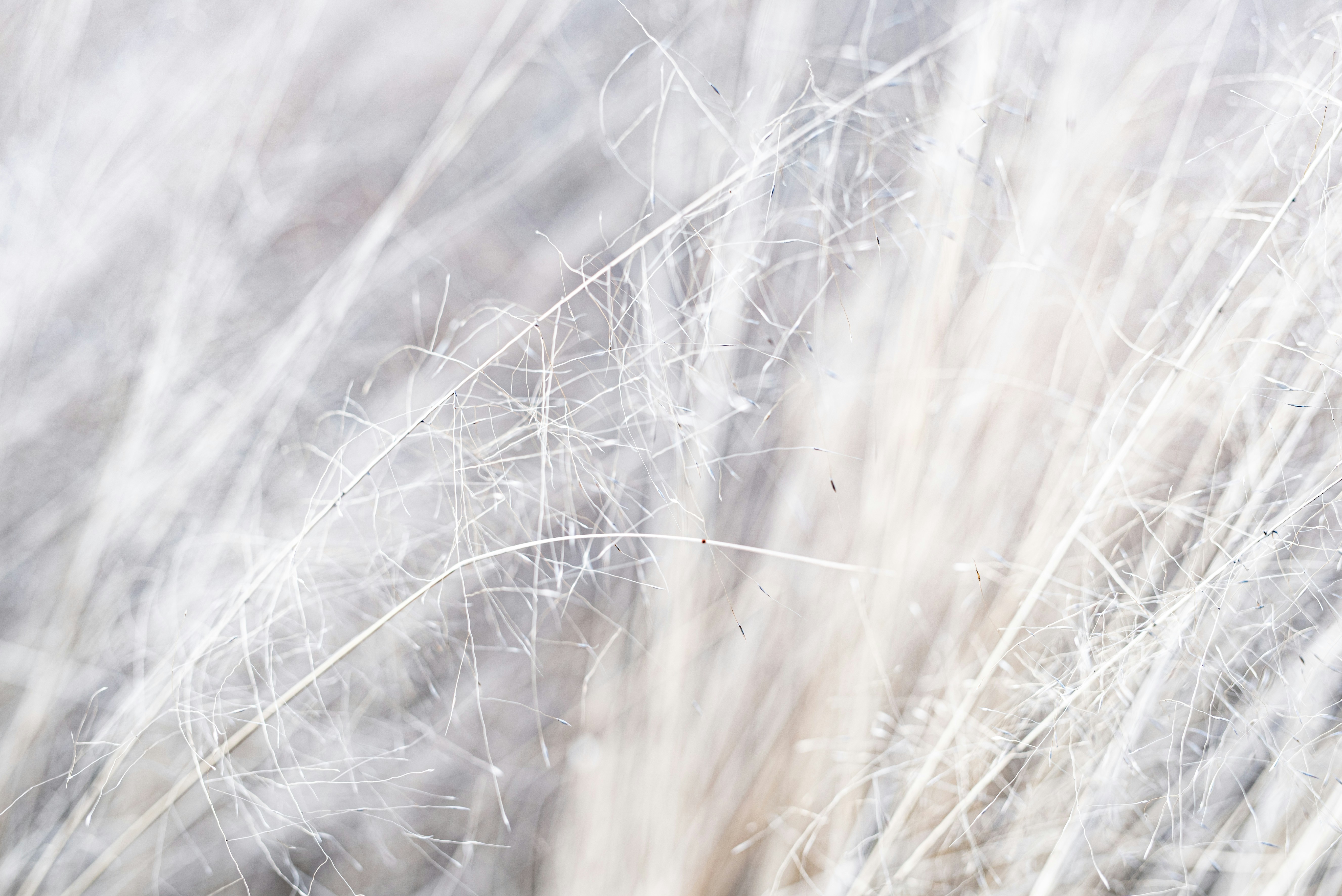 Photo by lauraadaiphoto