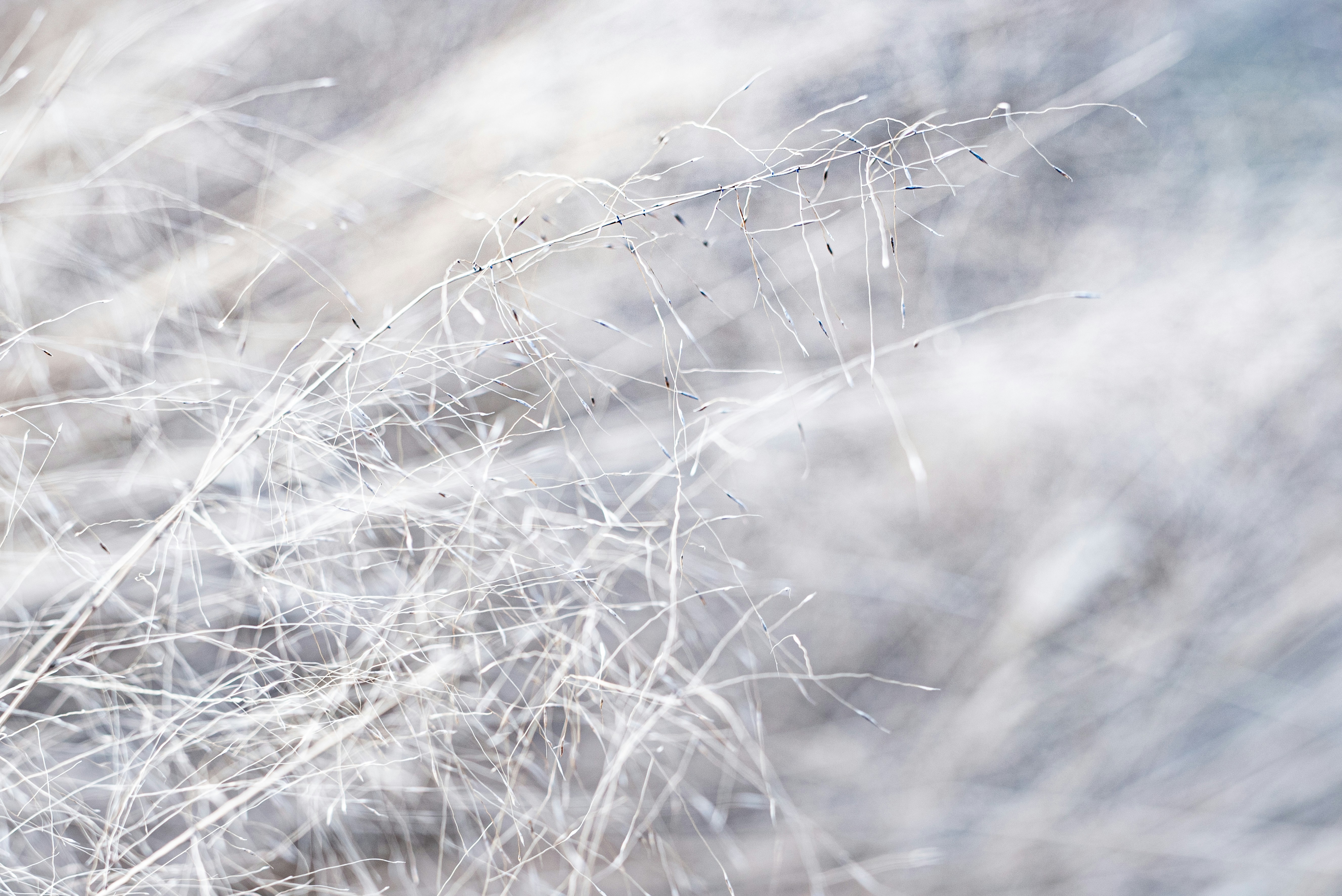 Photo by lauraadaiphoto