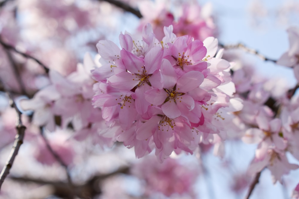 pink and white flowers in tilt shift lens