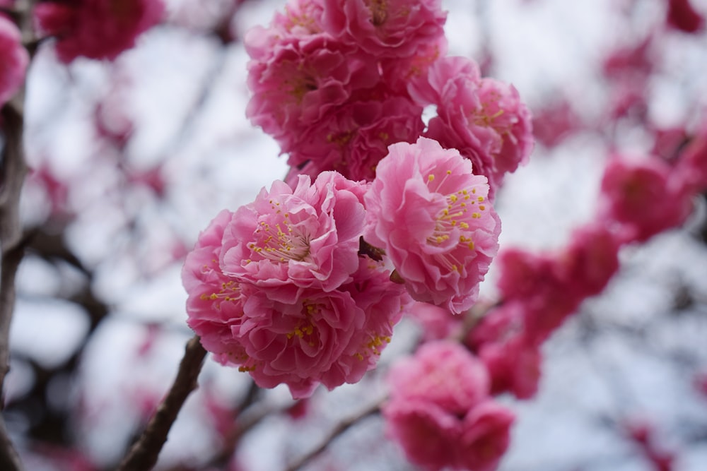 pink flowers in tilt shift lens