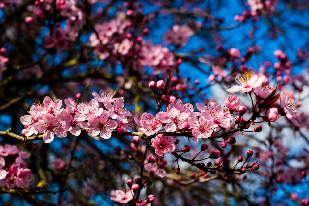 pink and white flower in tilt shift lens