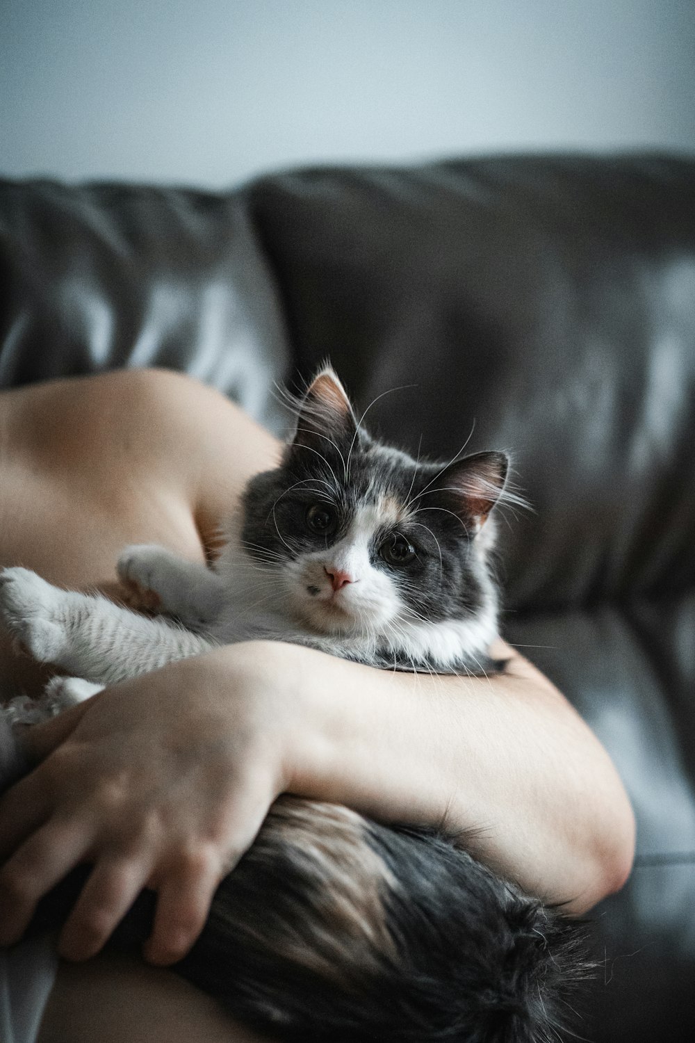 person holding white and black cat