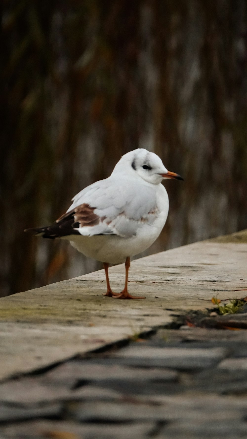 white and gray bird on brown wooden surface