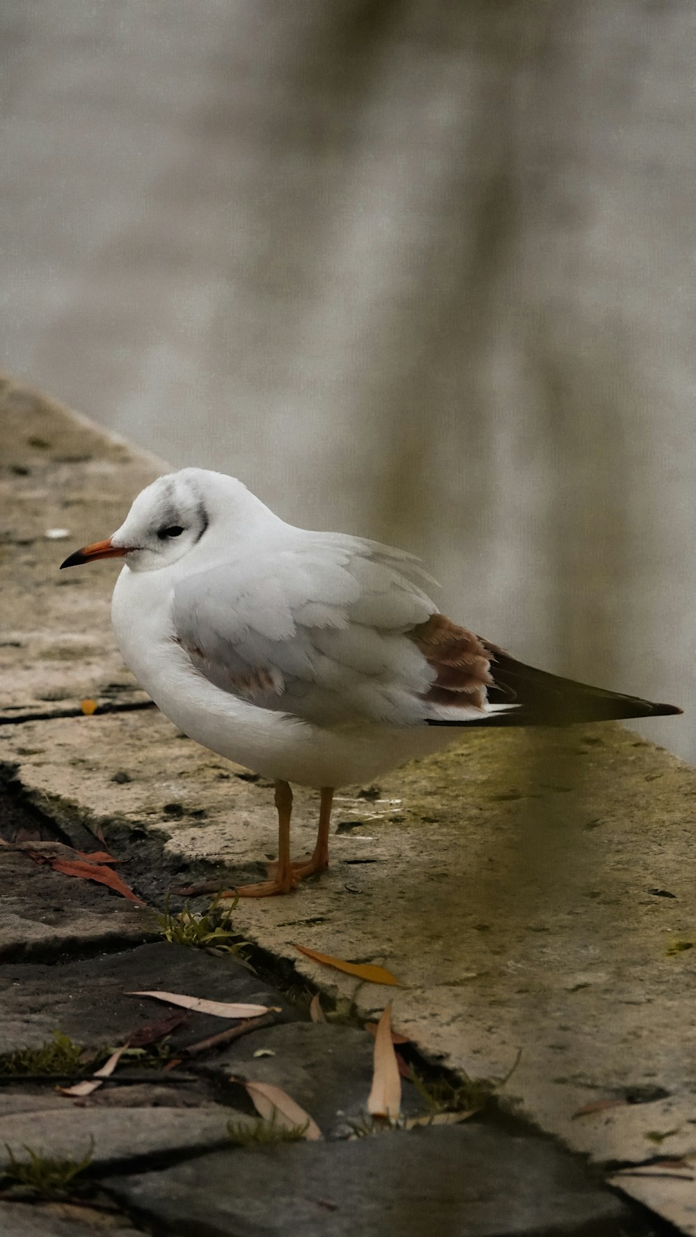 white and gray bird on brown wooden surface