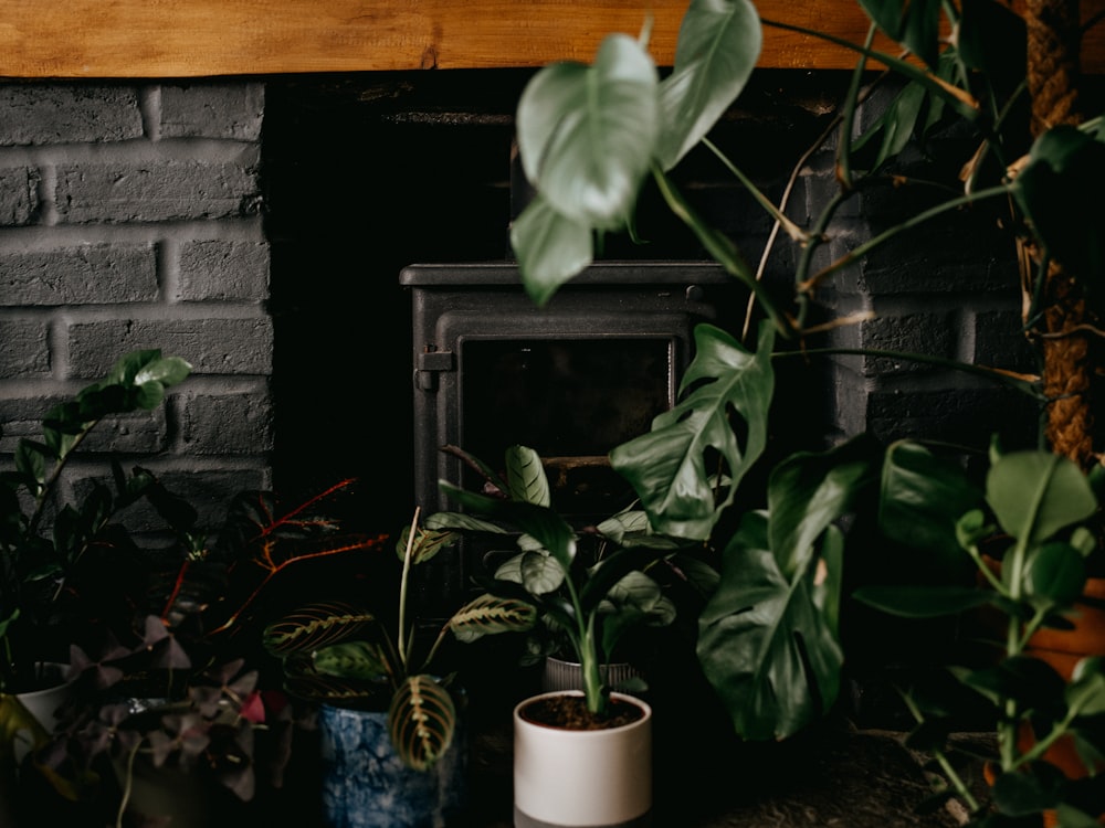 green plant on white ceramic pot