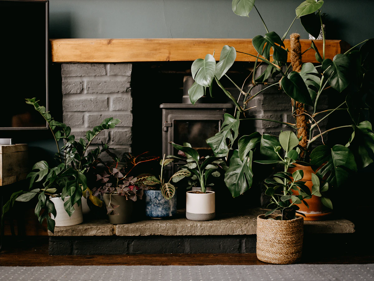 A grouped indoor jungle of foliage — peacock plant tends to look its best as part of a humid cluster rather than alone on a dry shelf