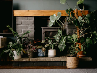 green plants on brown clay pot