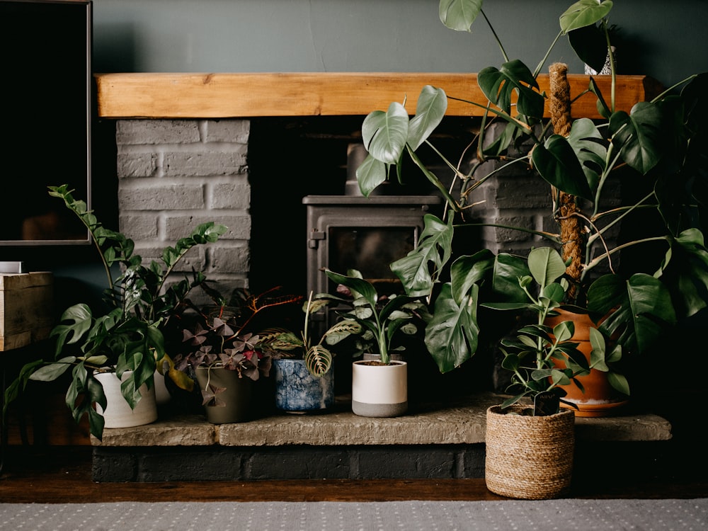 plantes vertes sur pot en argile brune