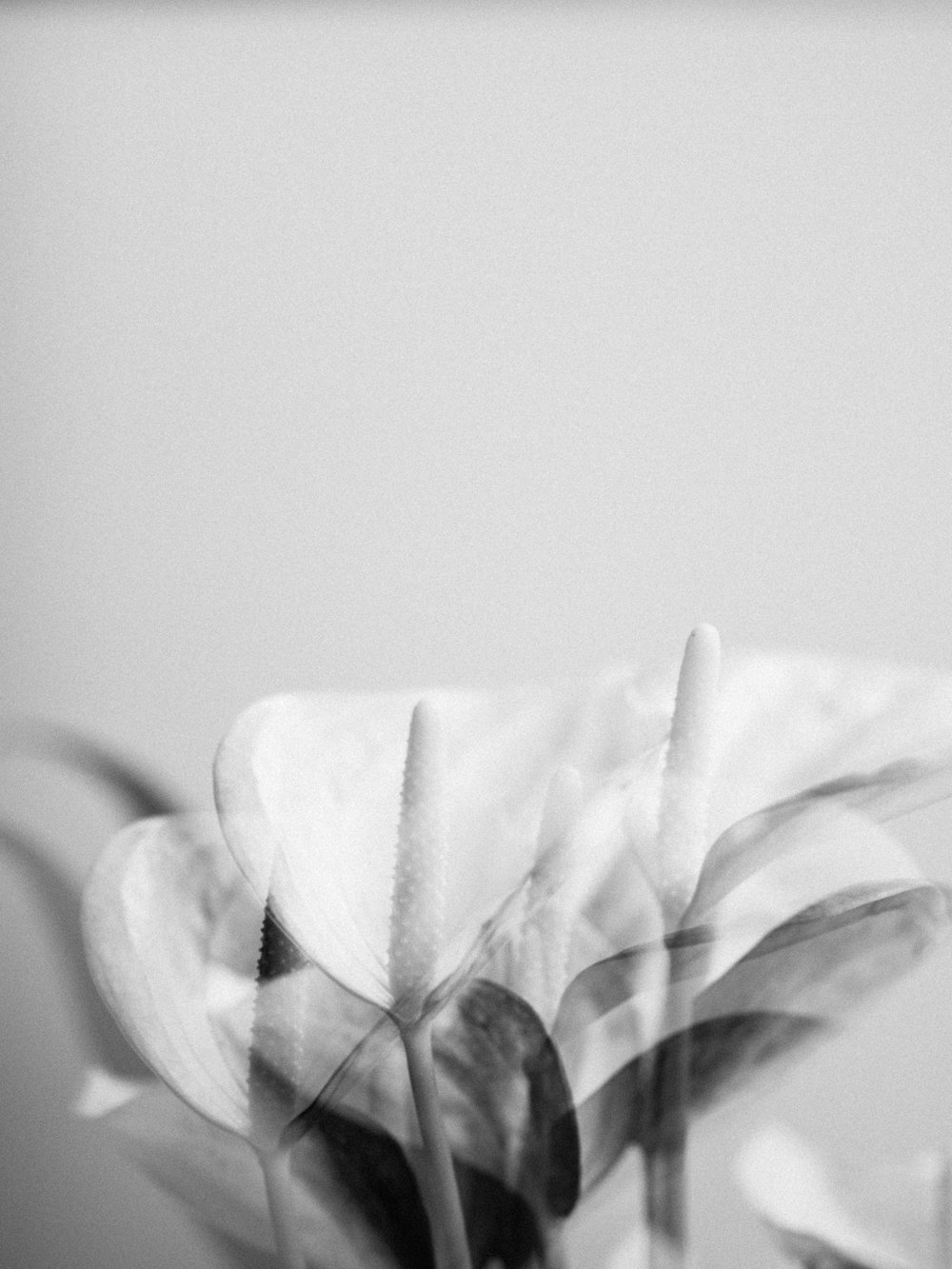 white flower in grayscale photography