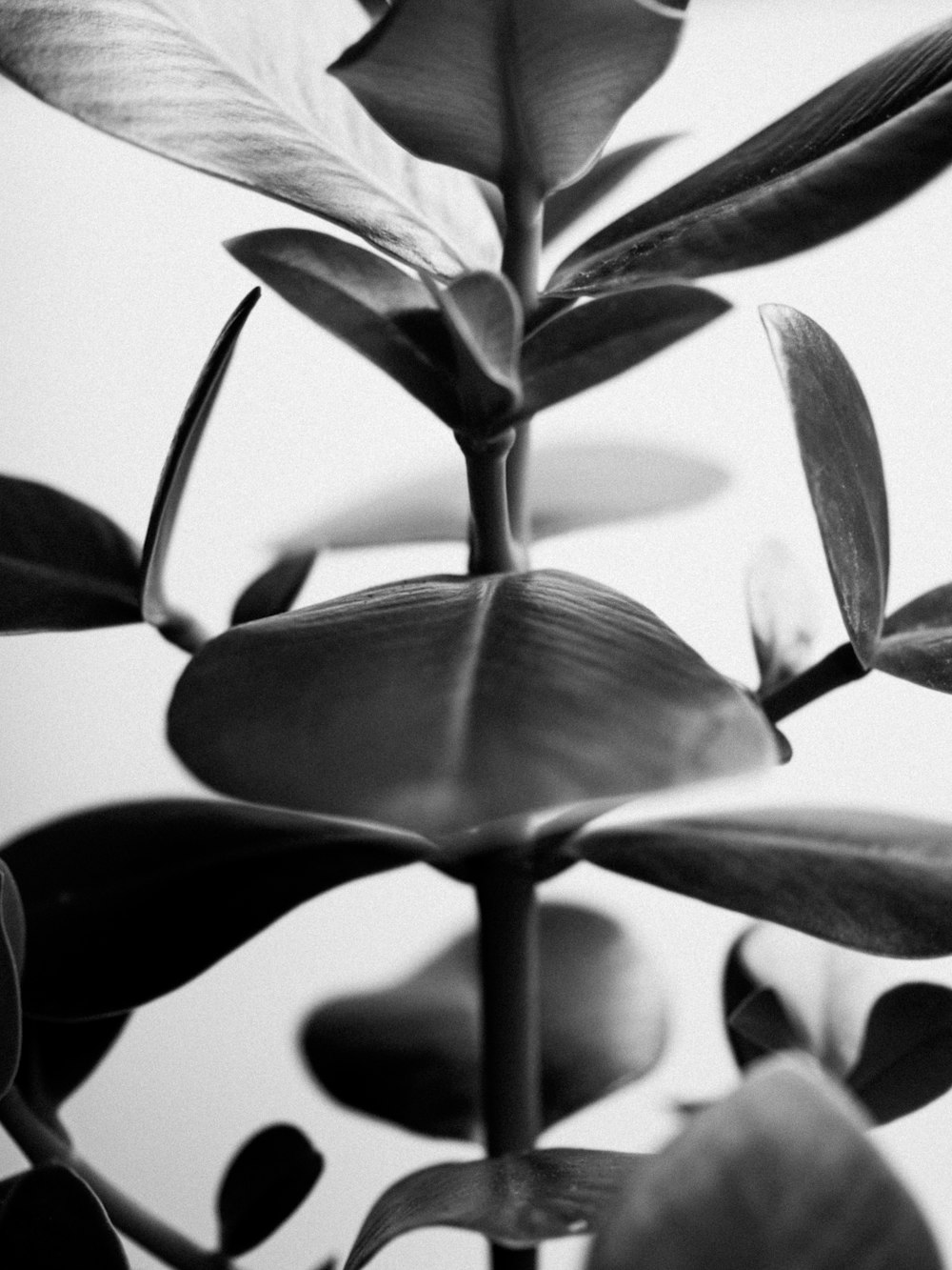 green leaf plant in grayscale photography