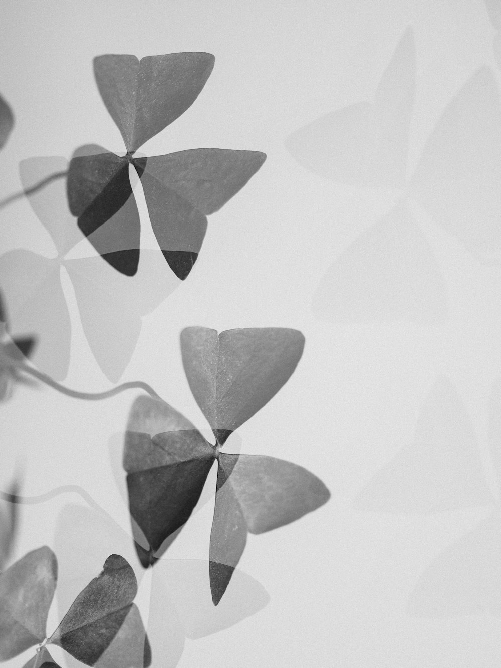 black and white leaves illustration