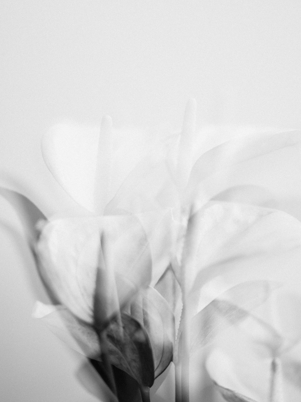 white flower in grayscale photography