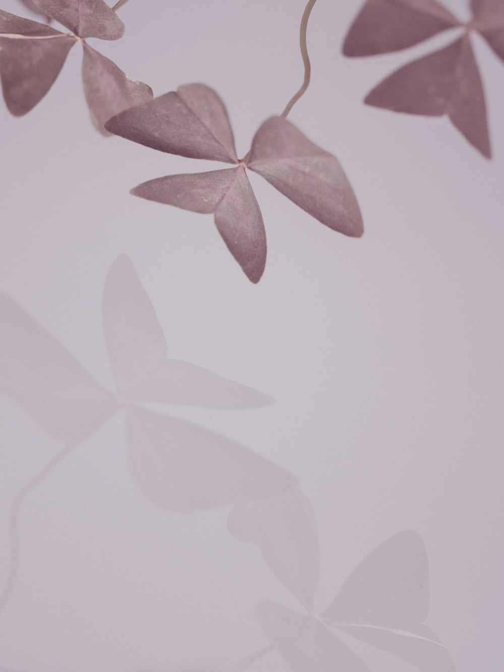 red leaves on white background