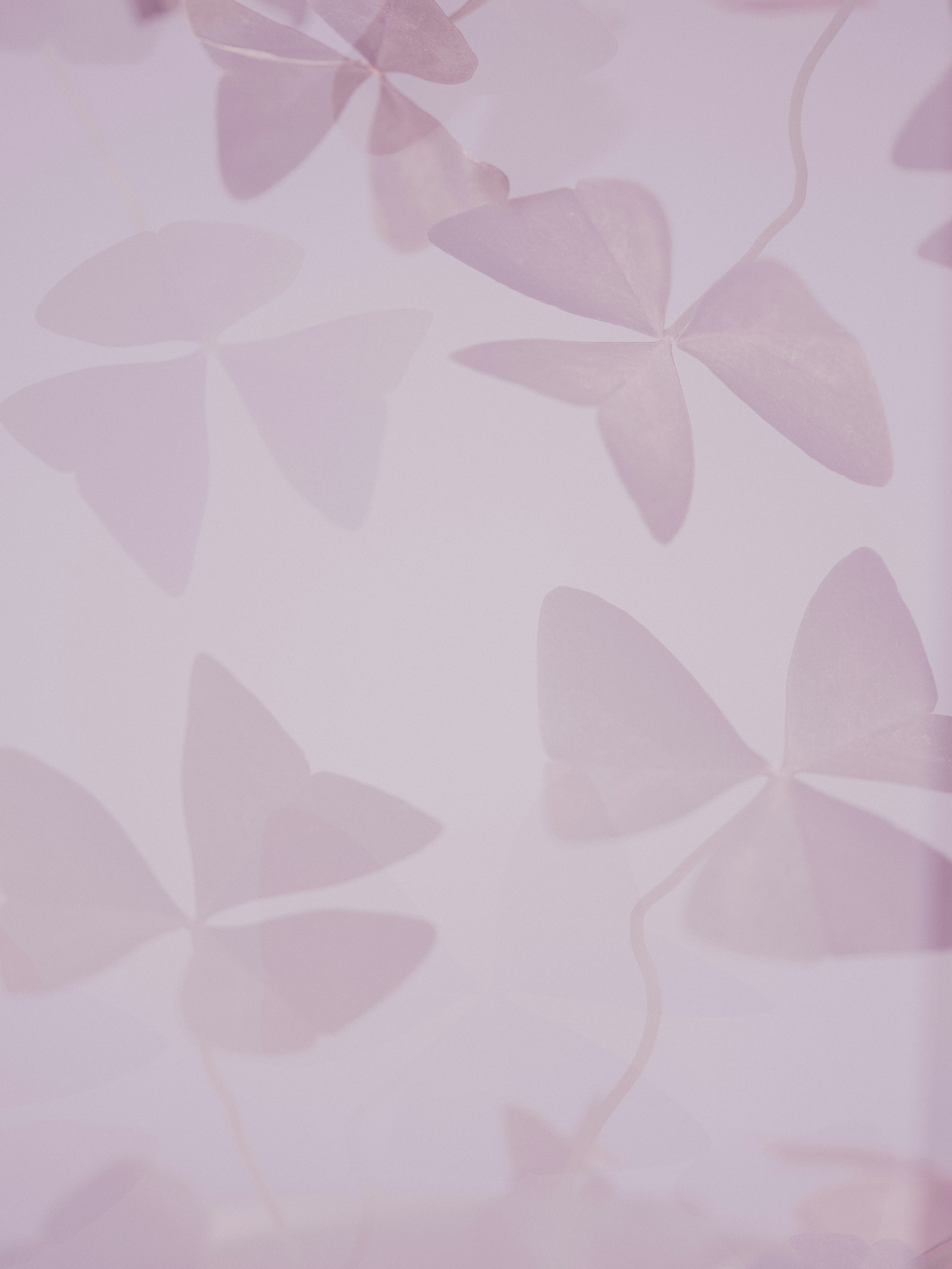 Textile floral rose et blanc
