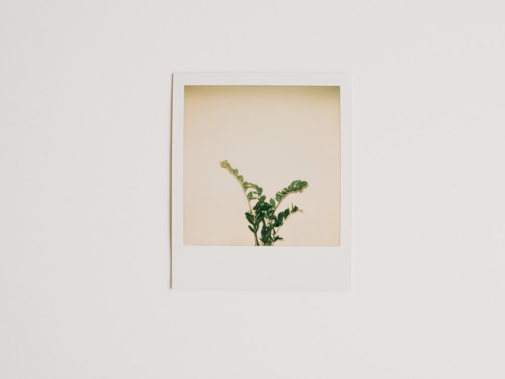 green leaves on white wall