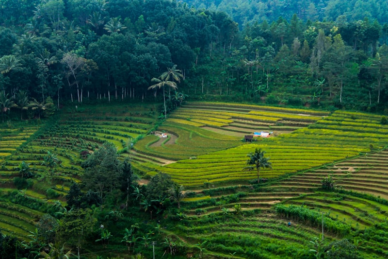 Suasana tenang khas slow travel Indonesia di tepi sawah pedesaan