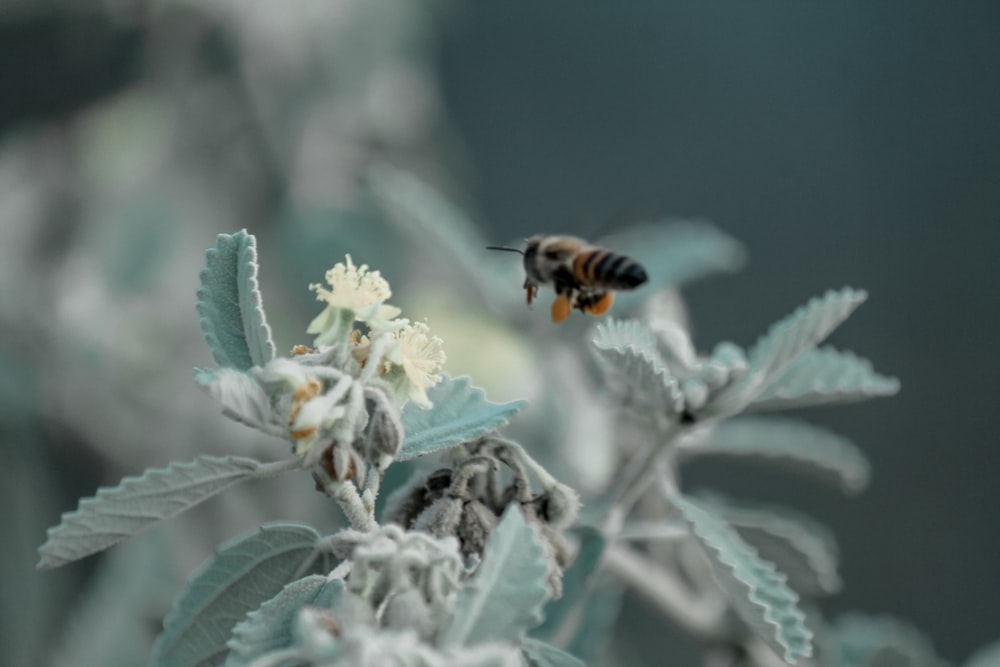 black and yellow bee on white flower