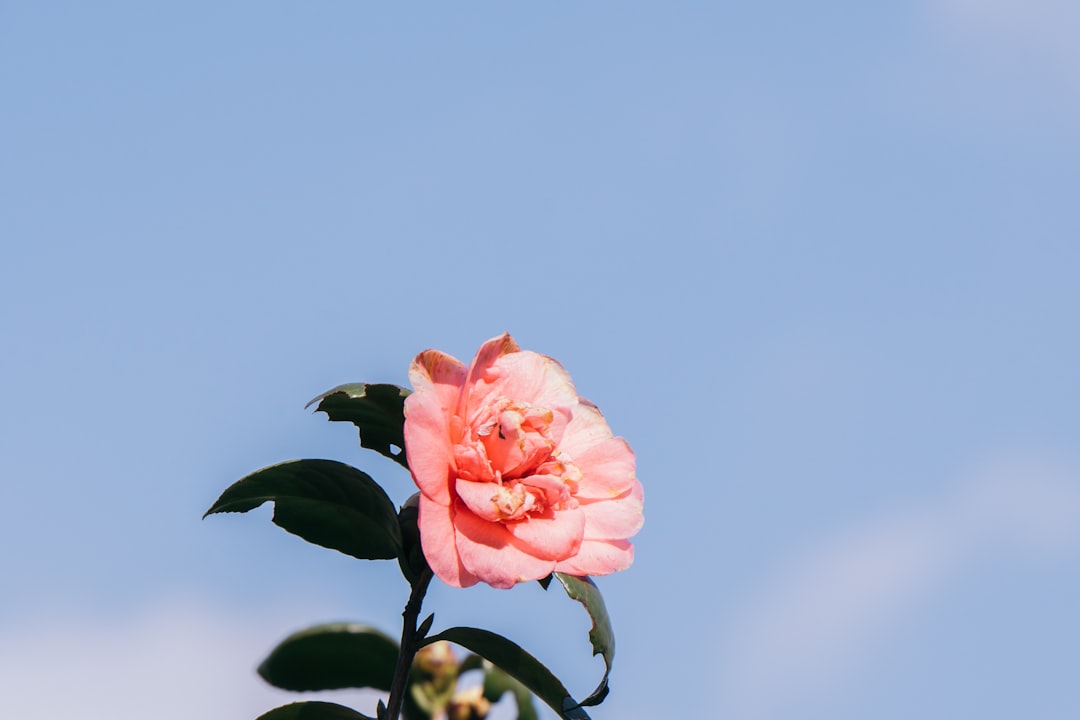 pink rose in clear glass vase