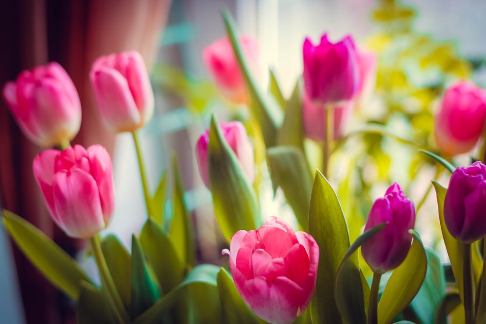 pink tulips in bloom during daytime