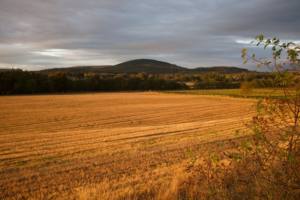 brown grass field under cloudy sky during daytime