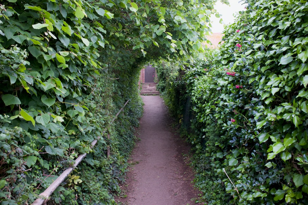 pathway between green plants during daytime