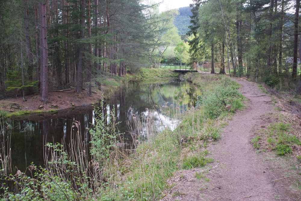 green trees beside river during daytime