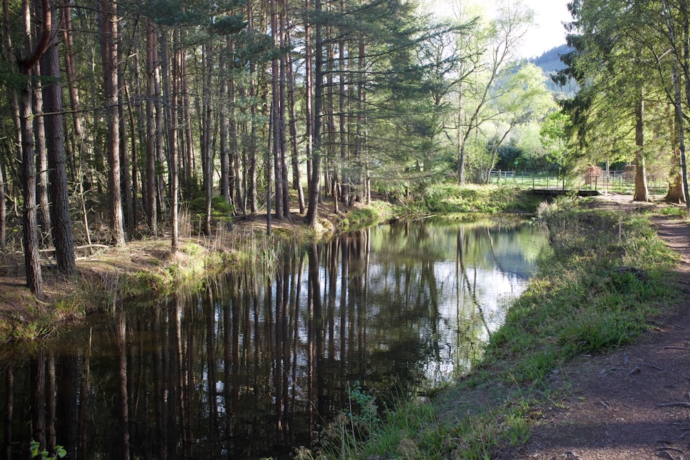 green trees beside river during daytime