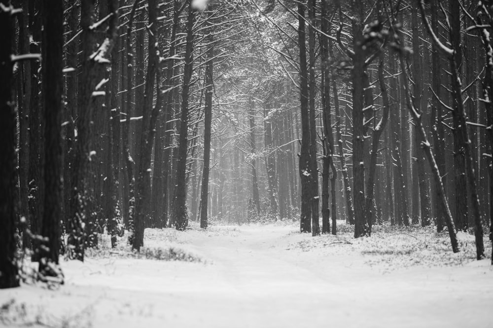 昼間の雪に覆われた木々