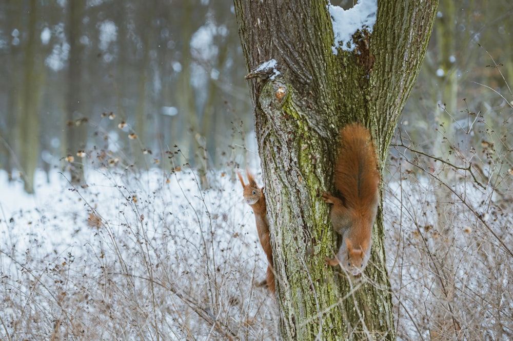 brown squirrel on brown tree trunk during daytime