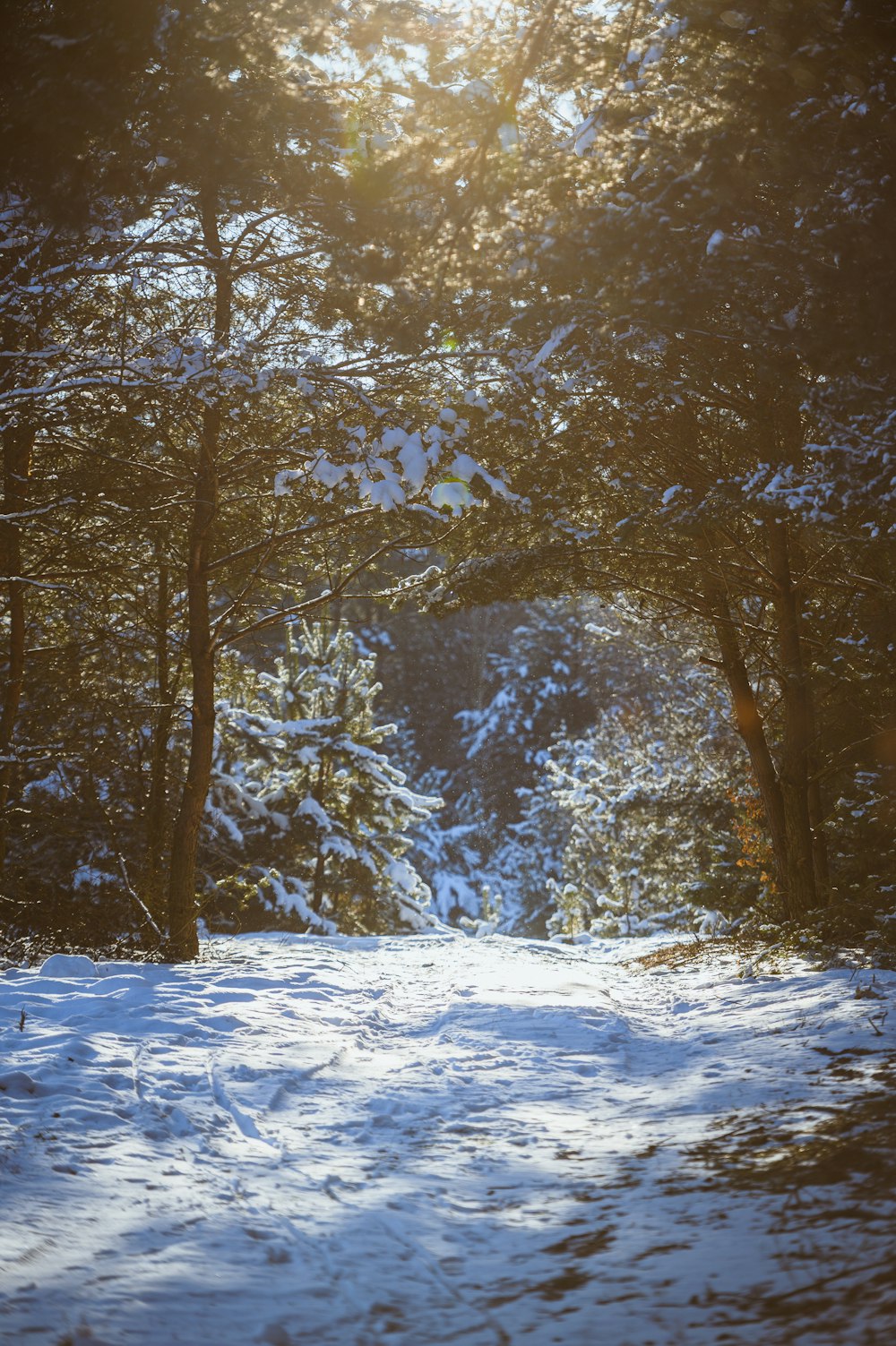 brown trees covered with snow during daytime