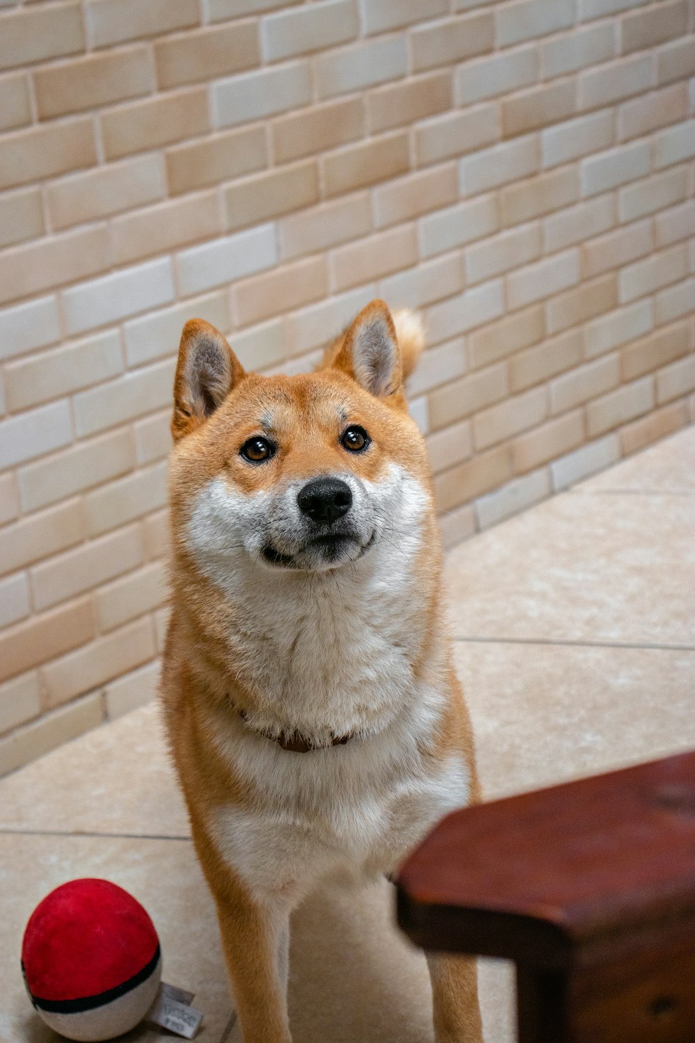 brown and white short coated dog