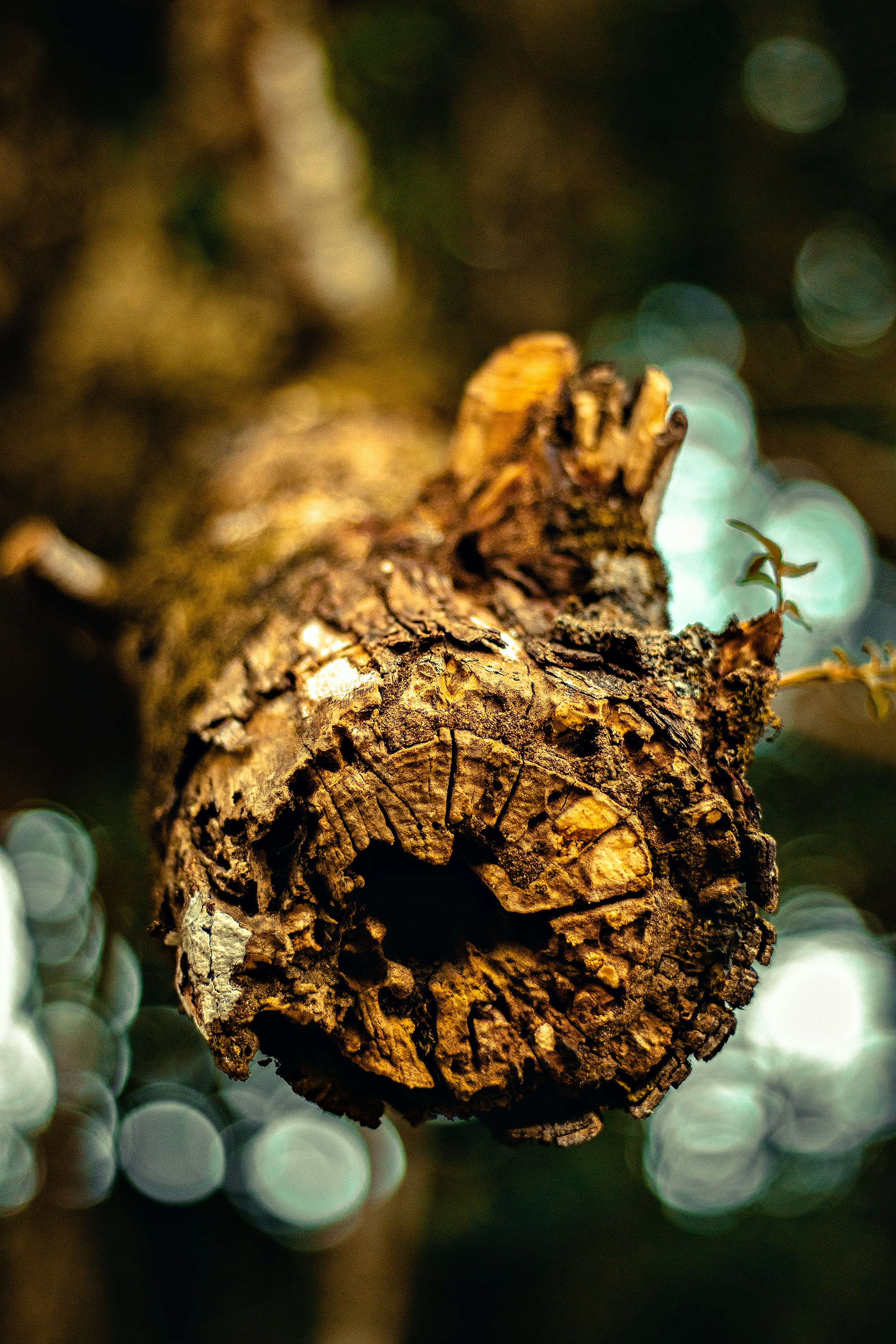 Photo by gabrielyuji