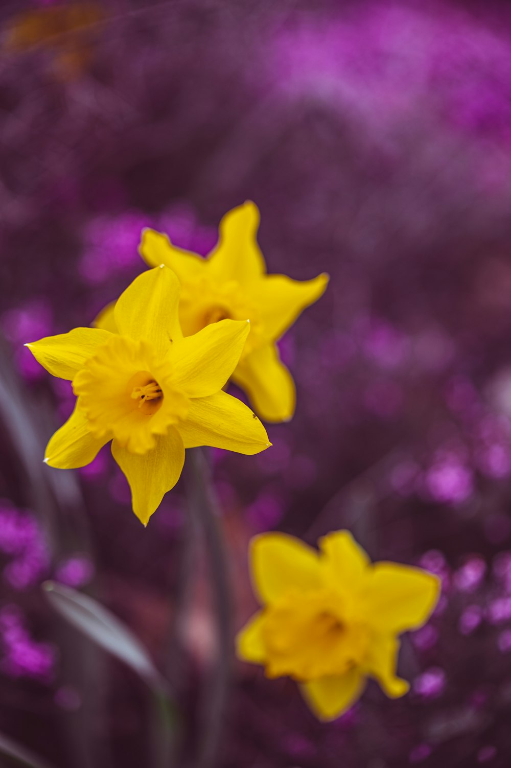 yellow daffodils in bloom during daytime