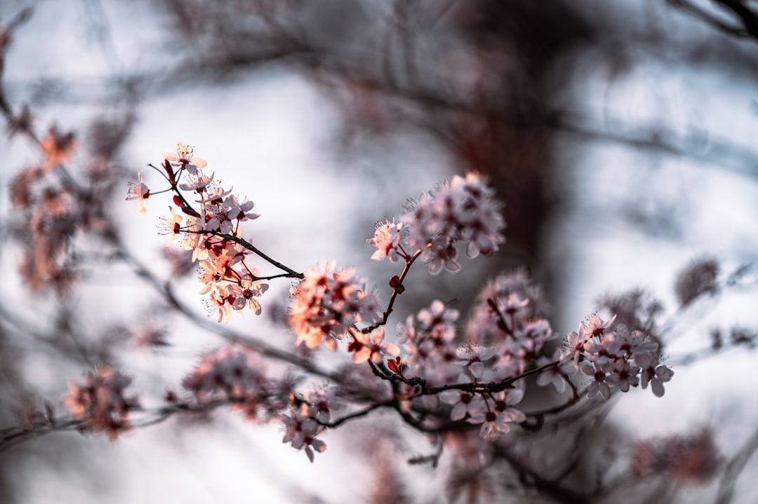 pink cherry blossom tree in close up photography