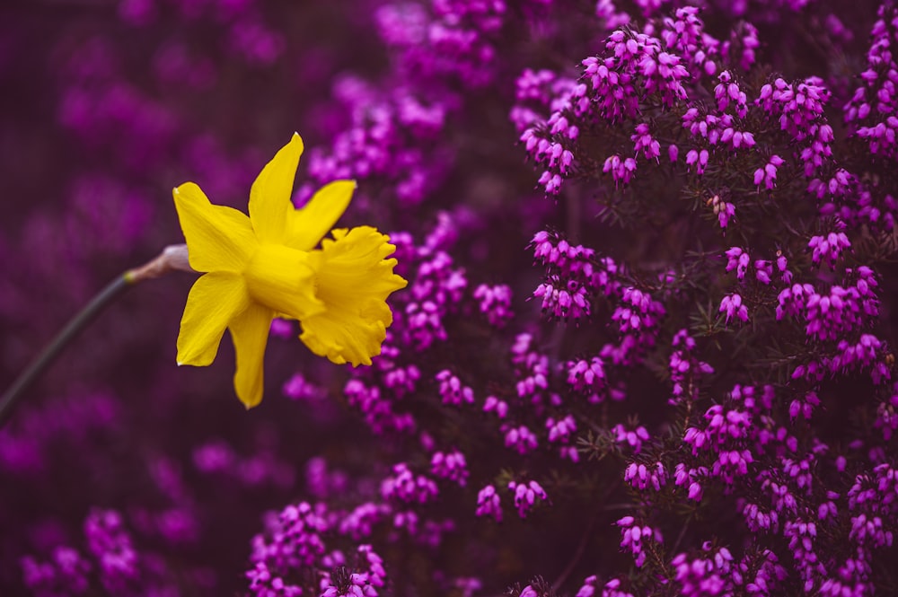 yellow flower in tilt shift lens