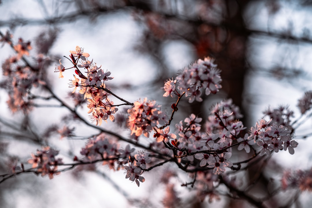 pink cherry blossom tree in close up photography