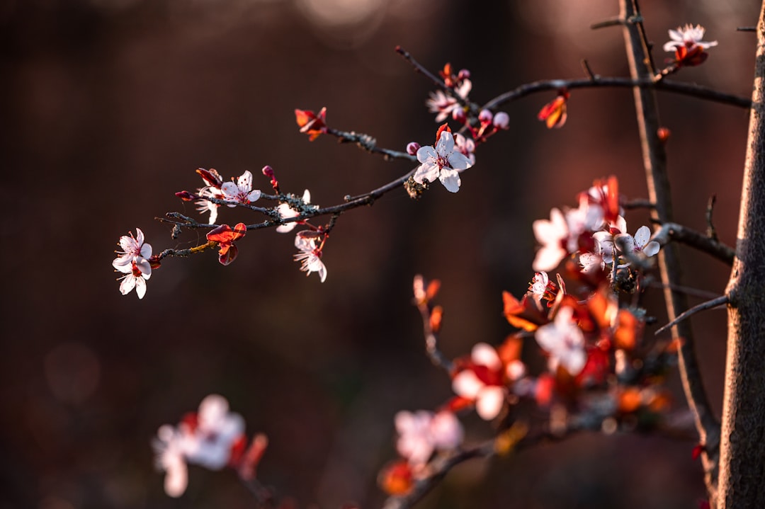 red and white flowers in tilt shift lens