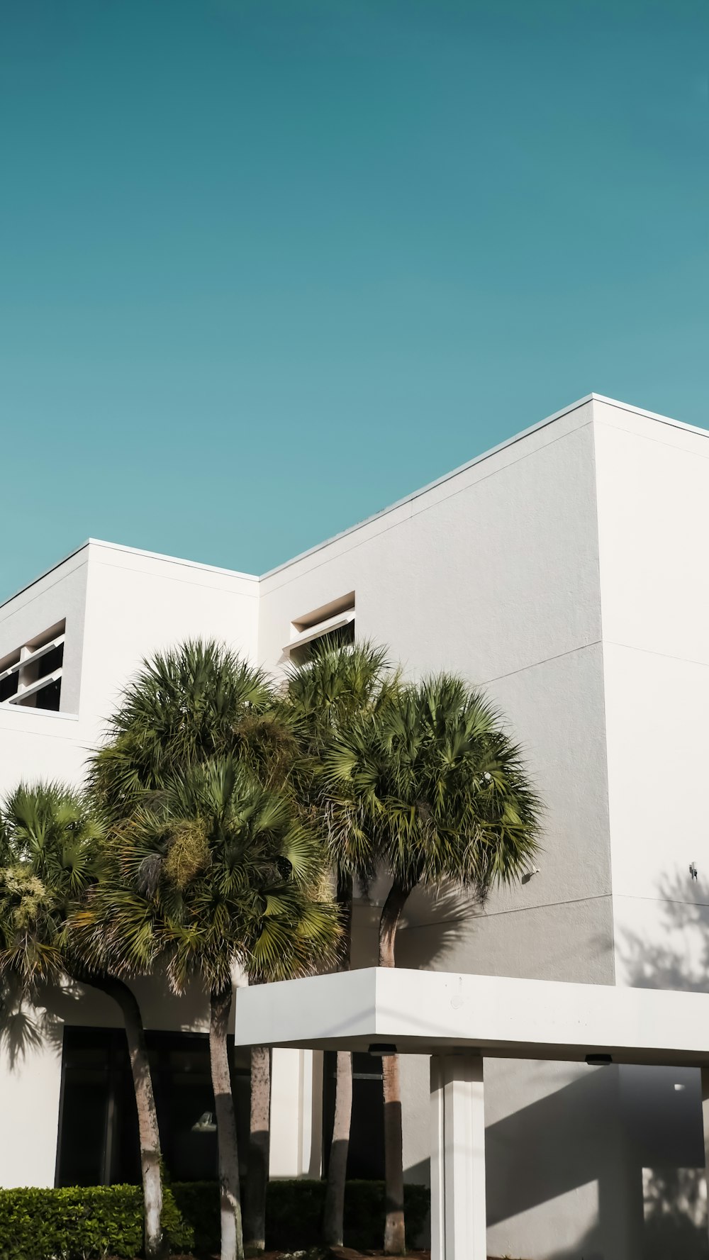 green palm tree beside white concrete building