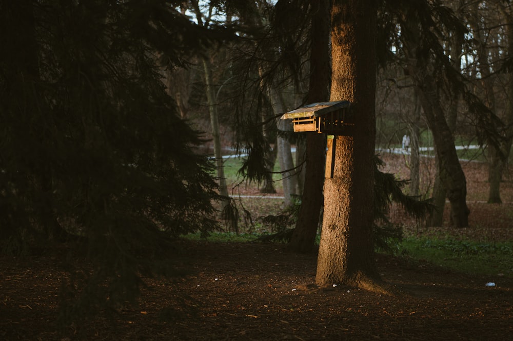 brown tree trunk in forest during daytime